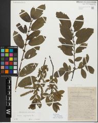 Foto von Salix myrsinifolia Salisb.